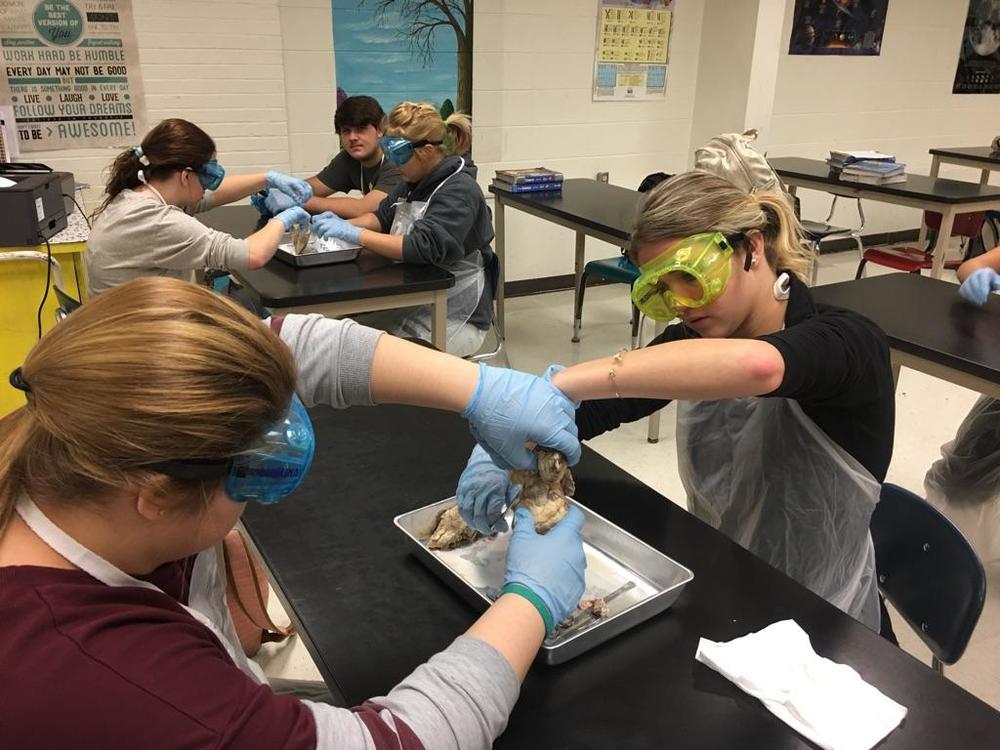 11th Graders Dissect Sheep Hearts