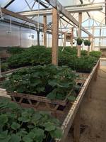 SkillsUSA Plant and Flower Sale